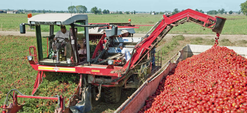 Hubfarm e xFarm Technologies uniti per supportare Tomato Farm